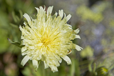 在蒂罗尔州为山柳菊 intybaceum