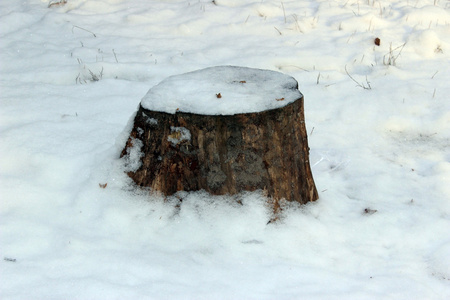 在雪下的树桩