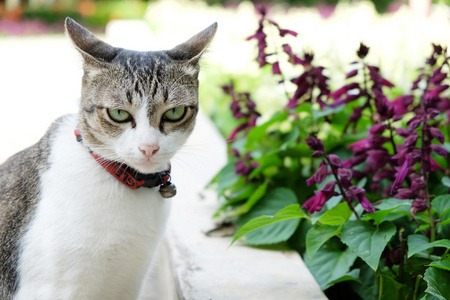 猫和花