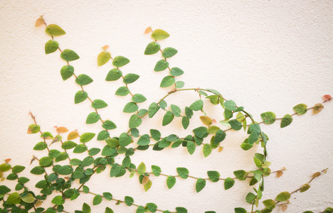 墙上的天然绿色常春藤植物