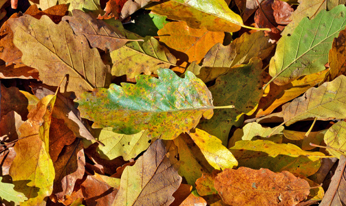 秋天的树叶落在地上