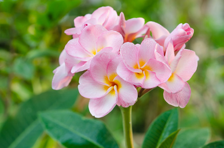 束粉红色的赤素馨花 素馨花香水的味道或鸡蛋花的热带鲜花
