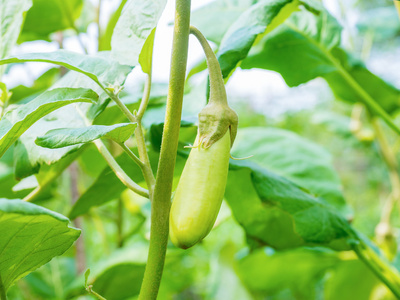 茄子果实生长在植物