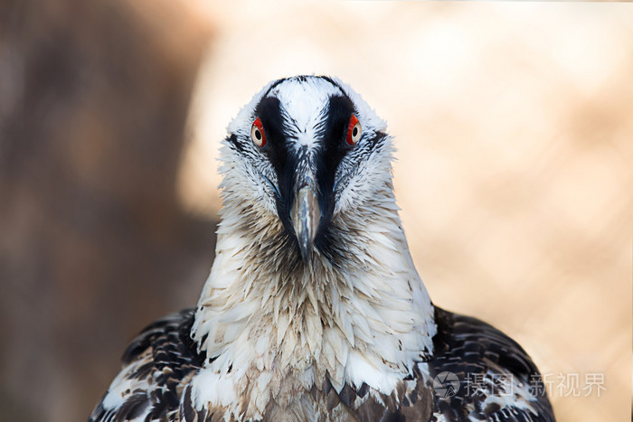 一只老鹰与红眼睛的肖像