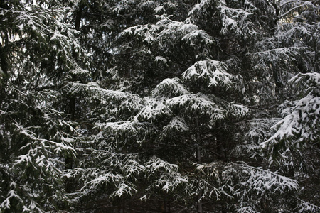 雪冬林