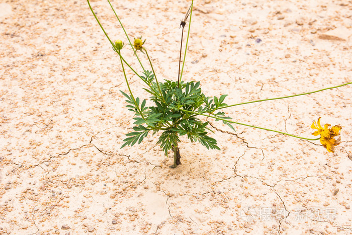 绿色的植物生长通过砂性土