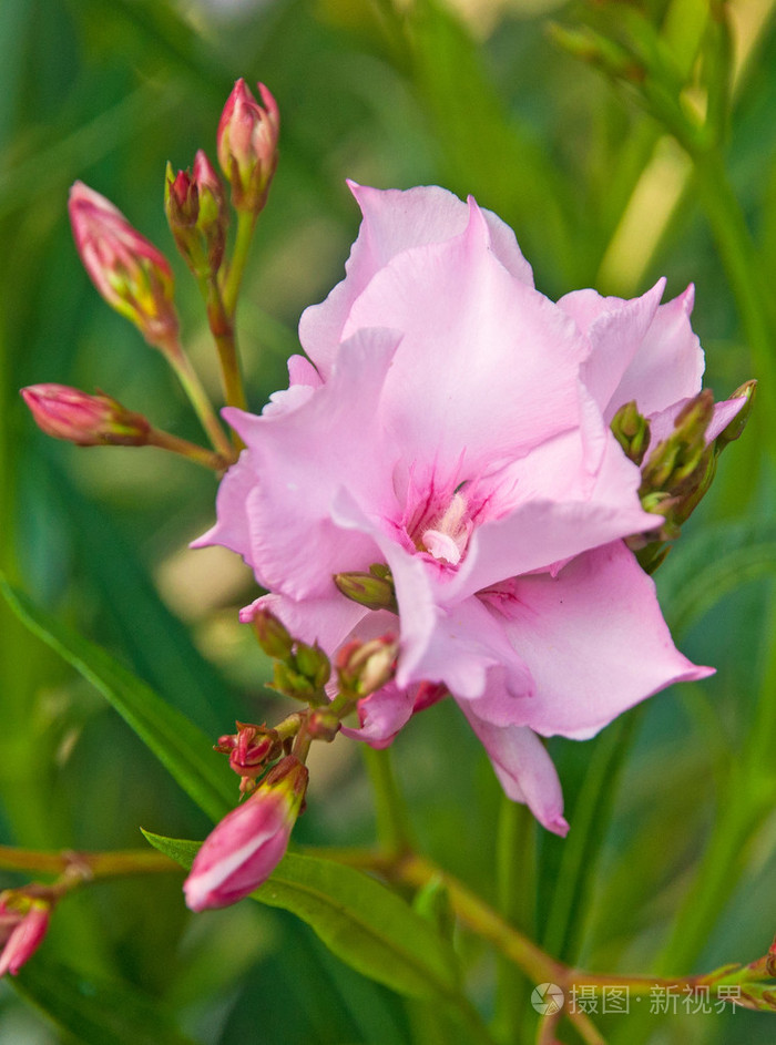 美丽多彩的鲜艳的花朵