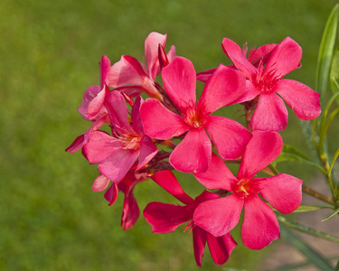 美丽多彩的鲜艳的花朵