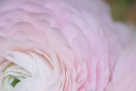 粉红色美丽的花朵特写镜头