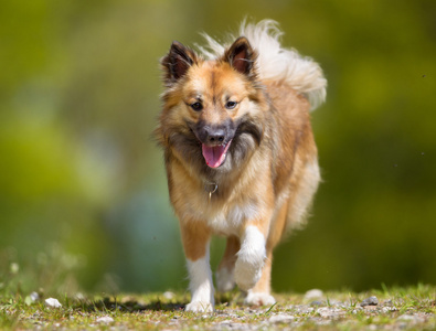 冰岛牧羊犬在户外