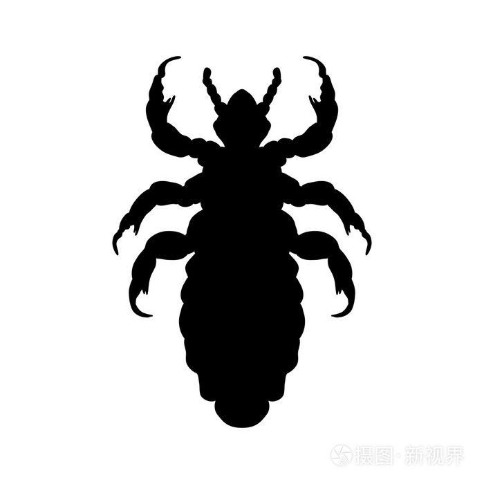 人类头虱的轮廓阴虱虱头癣孤立在白色背景上的虱子剪影虱子矢量