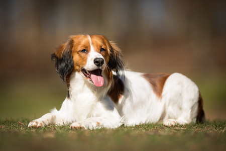 Kooikerhondje 狗在户外