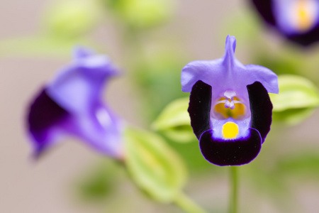 紫色横臂花