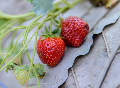 在草莓农场特写新鲜草莓。软对焦
