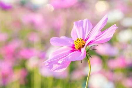 在花园里盛开的波斯菊花海