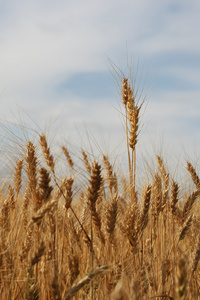 在字段中的黑麦成熟的麦穗