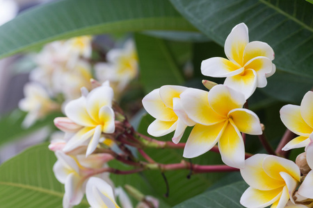 白色素馨花热带花卉，鸡蛋花盛开