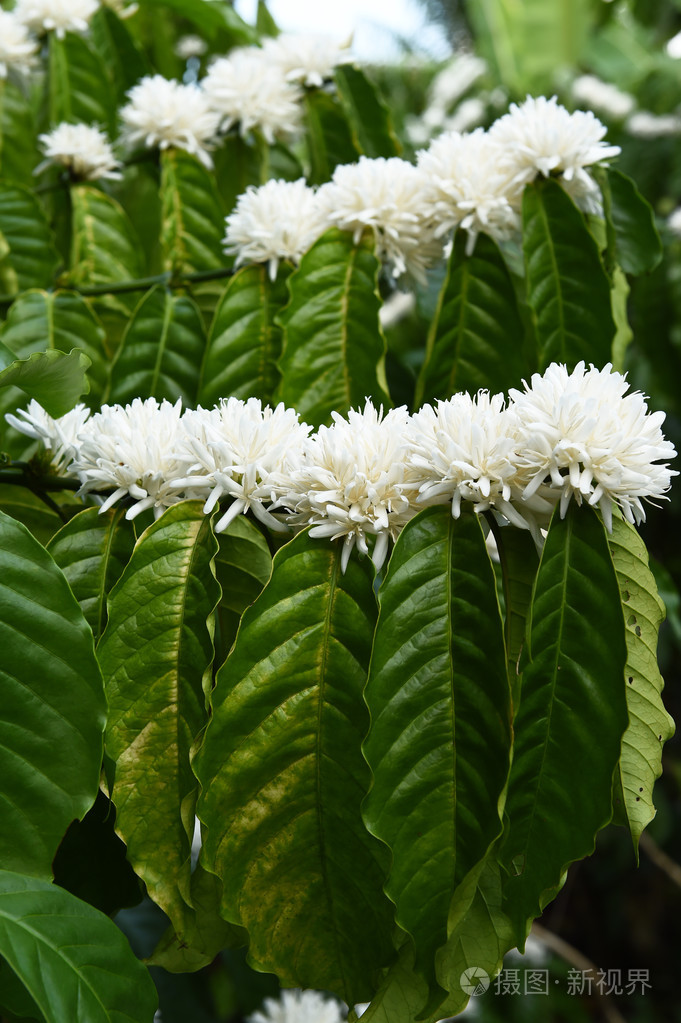 咖啡树底白色花的花