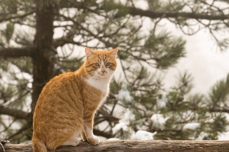 猫画像在一个美丽的雪背景