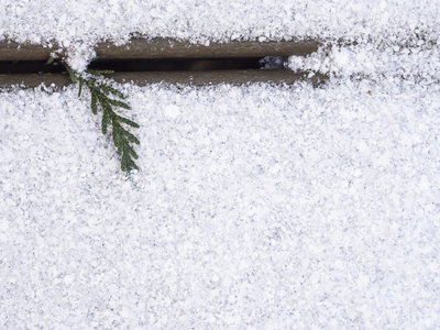 西部红雪松叶左上角