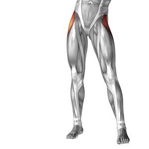 概念或概念3D人体上腿解剖或解剖