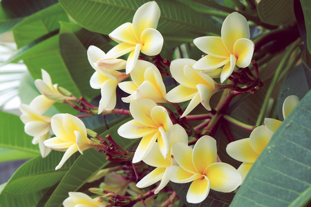 白色素馨花热带花卉，新鲜的鸡蛋花盛开