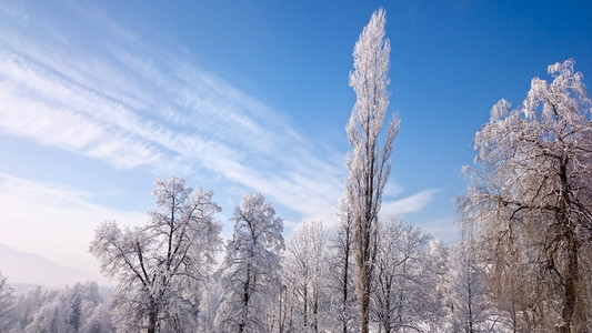 冬天山上树木的雪覆盖着新鲜