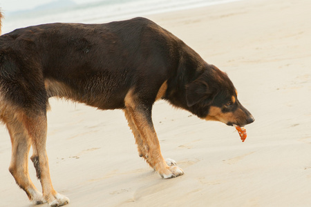 海滩上的流浪狗