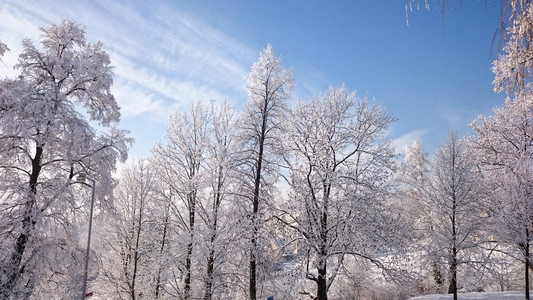 冬天山上树木的雪覆盖着新鲜