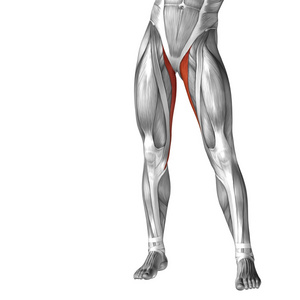 概念3D人体上腿解剖或解剖和肌肉I