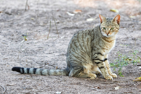 野生猫咪南非