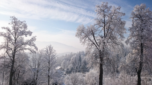 冬天山上树木的雪覆盖着新鲜