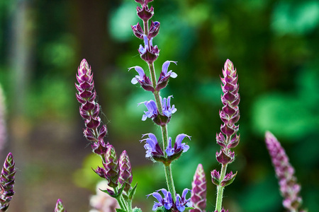 夏天花园里的鼠尾草花