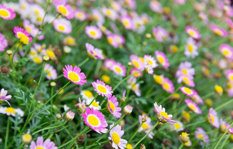 日光下的紫菜花田