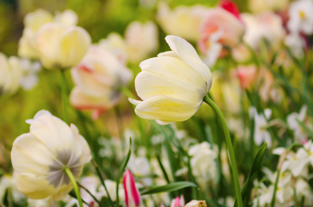 白色郁金香花