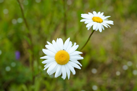 夏朵雏菊花