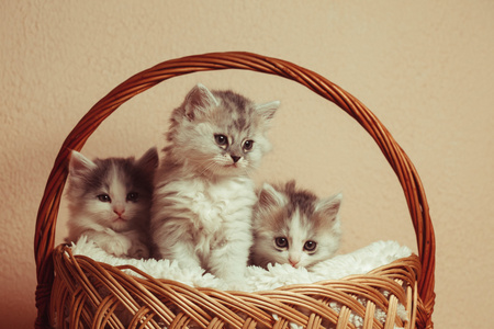 三个灰色小猫