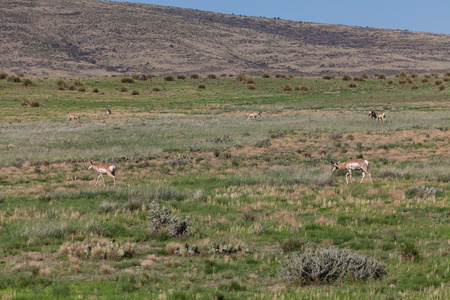 叉角羚羚羊在车辙中