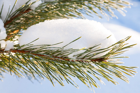 自然的冬季背景与冷冻的松树分枝。雪落在针头上。冬季晴天