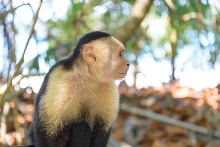 哥斯达黎加卡布钦猴