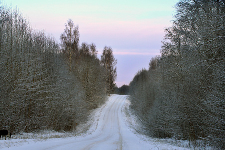 穿越冬季森林的乡村公路