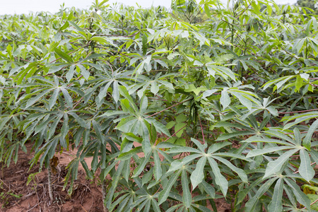 巴西葡萄牙Mandioca种植园中的木薯