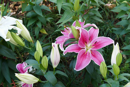 花园里盛开的百合花