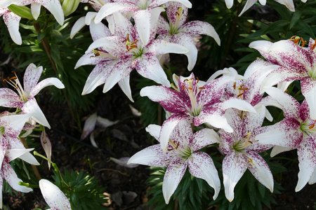 花园里盛开的百合花