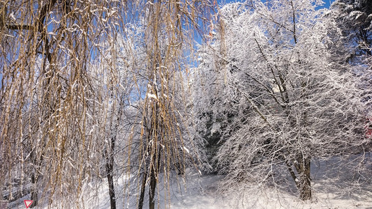 冬天山上树木的雪覆盖着新鲜