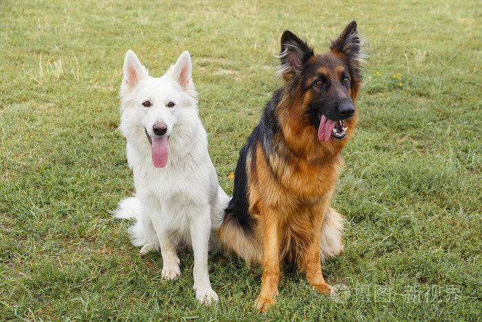 白色瑞士和德国牧羊犬