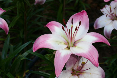 花园里盛开的百合花