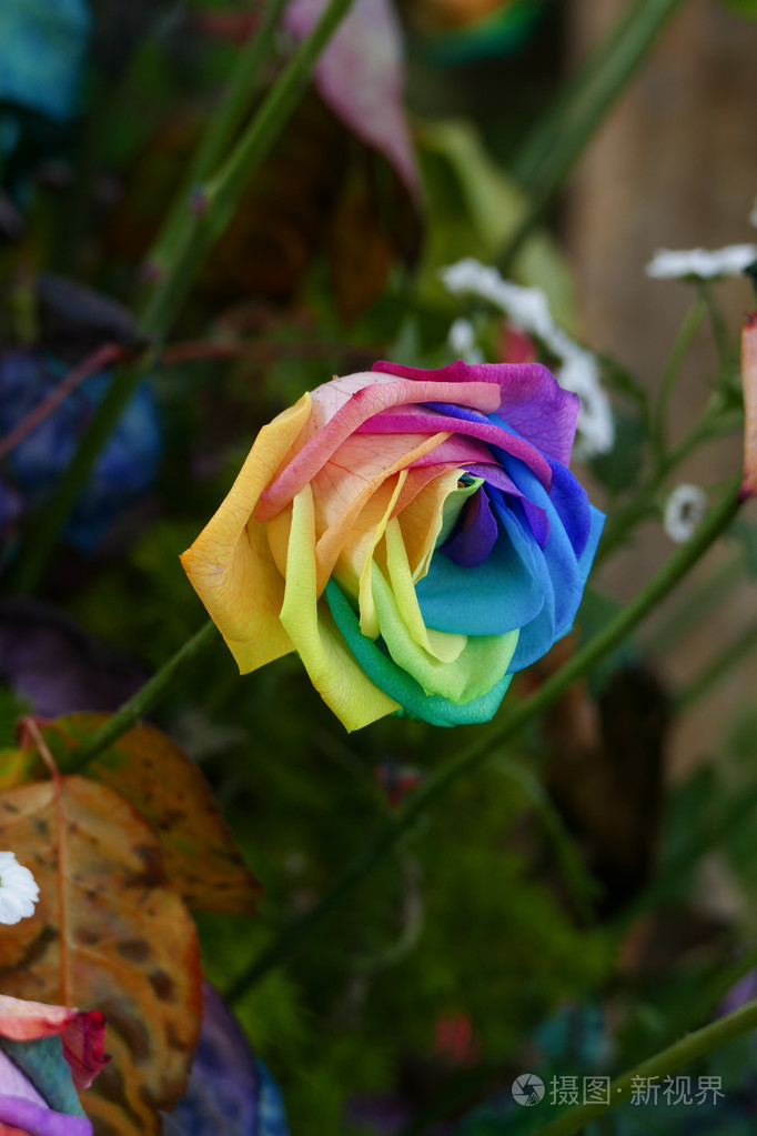 玫瑰花花瓣的多色