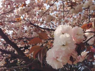 在日本樱花盛开