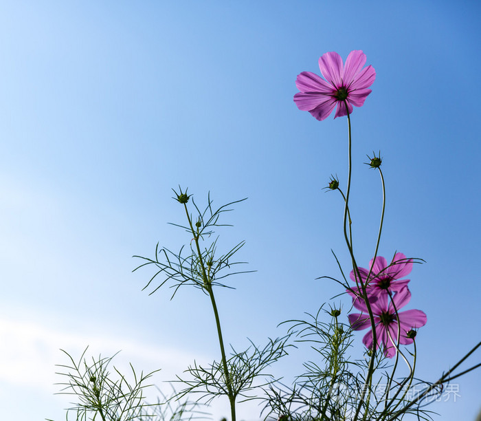 蜜蜂和宇宙花在蓝天背景